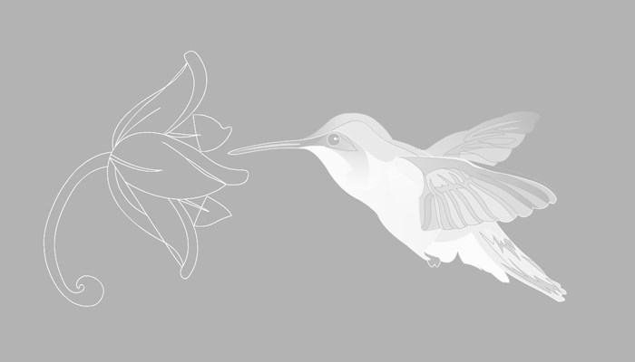 illustratie kolibrie baixo illustraties
